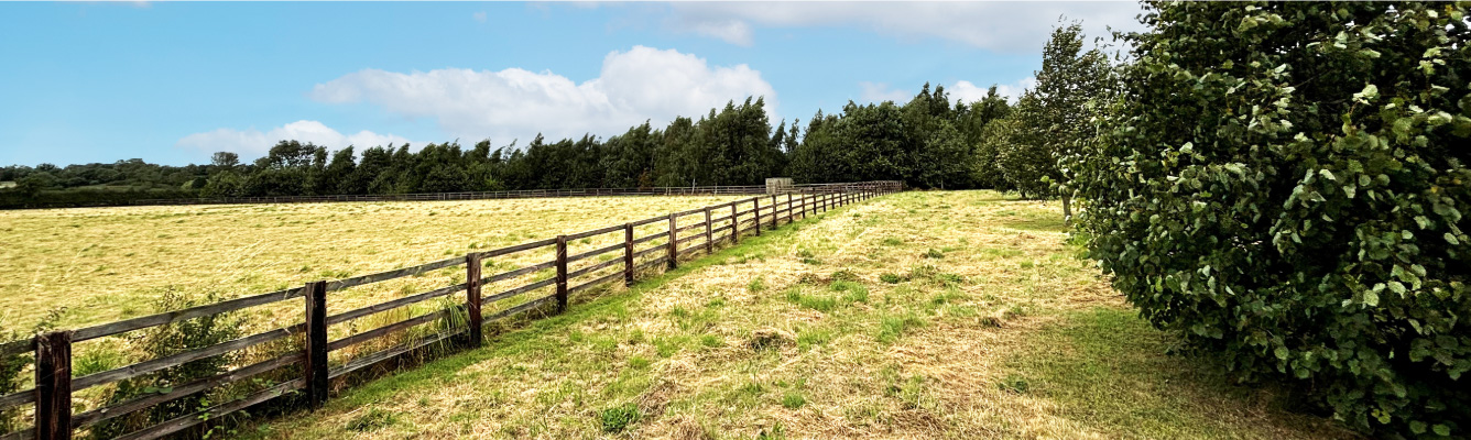 Tree Planting Scheme